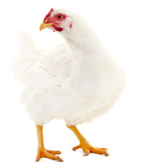 White hen isolated.