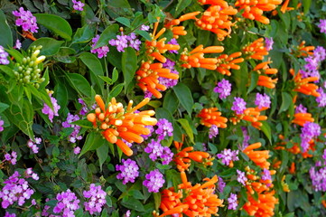 Obraz premium Colorful flowers blooming in Spring in Taiwan
