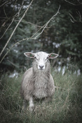 Fototapeta premium Sheep