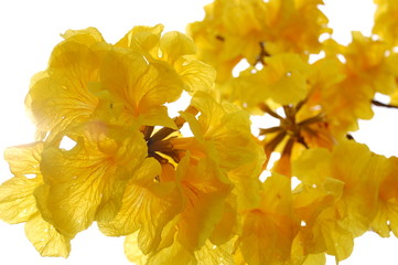 Obraz premium Colorful flowers blooming in Spring in Taiwan