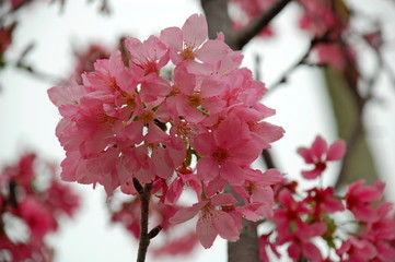 Pink cherry blossoms blooming in Spring in Taiwan