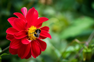 bumblebee on a beautiful red flower