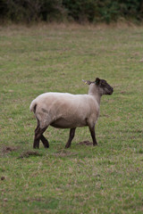 Obraz na płótnie Canvas A Ewe Sheep in rural North Wales