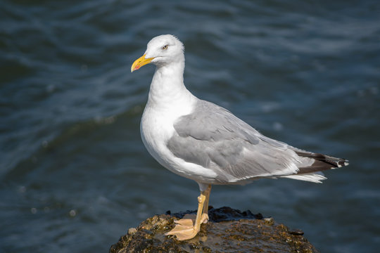 Sea gull portrait.