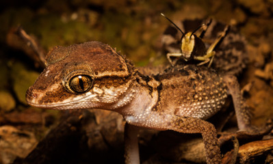 Ground gecko (paroedura stumpffi) on forest floor with grasshopper on back