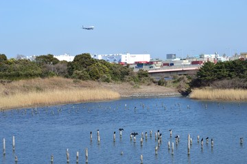 東京港野鳥公園の風景（東京都大田区）