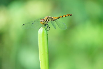 赤とんぼ　トンボ　癒し © keiryu