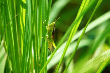 いなご　イナゴ　昆虫　虫