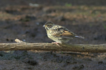 Emberiza schoeniclus. Young Northern Reed Bunting sitting on a stick near the shore of the lake