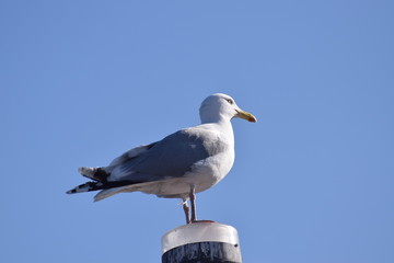 Gull