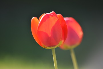 Fototapeta premium Macro tulips