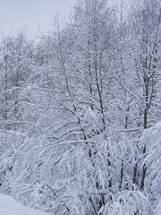 Winter fairytale forest nature landscape with snow covered trees. Nature winter background