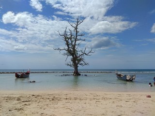 Fototapeta premium Boats and tree at beach.