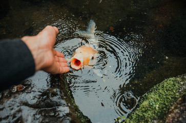 Koi carp fish in a japanese garden