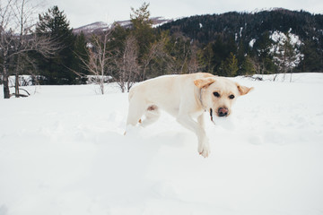 Friends playing with dog on the mountains, on th snowy ground