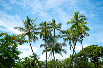 Obraz na płótnie Canvas A picture of a tree taken in Fiji.