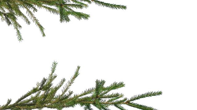 Christmas tree branches at the edges of the screen on an isolated white background
