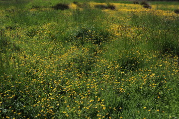 Naturschutzwiese