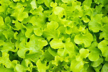 Fototapeta na wymiar Fresh lettuce leaves, close up.
