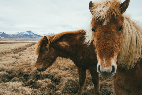 Icelandic horses in a field