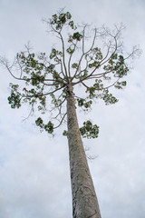 Bottom view of big tree in vintage style