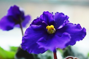 Fioletowy kwiatek