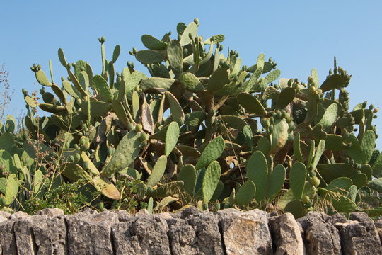 Opuntia plant on Mallorca
