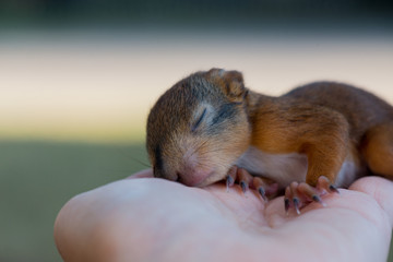 Little squirrel sitting on a hand