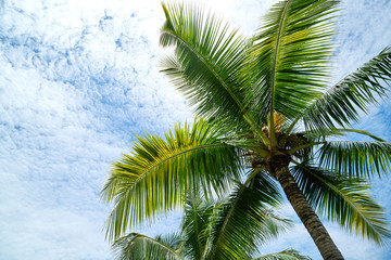 A picture of a tree taken in Fiji.