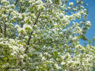 Flower tree