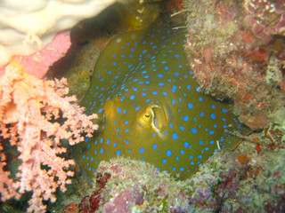 Stingray in Sipadan, Malaysia © Keerathi