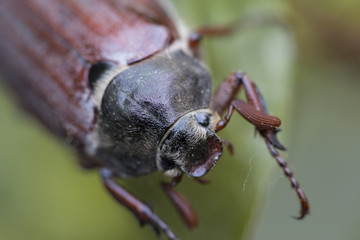 Macro of a may-bug