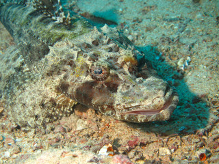 Fototapeta na wymiar Stonefish in Sipadan, Malaysai