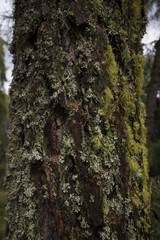 Moss and lichens on a tree bark