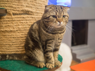 cat sit and looking for some thing