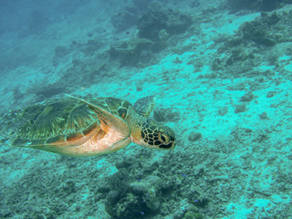 Obraz na płótnie Canvas Sea turtle swimming in Sipadan