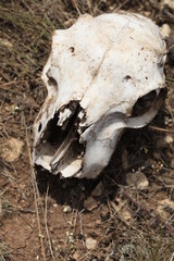 Obraz premium Степь. Череп животного.