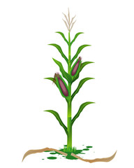 corn plant vector design
