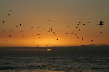 Dove flying when sunset