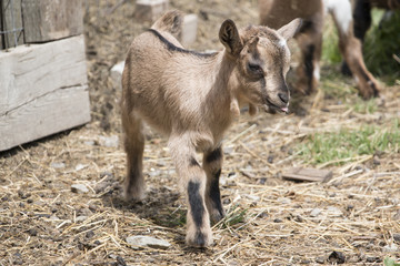 Seven days old goatling