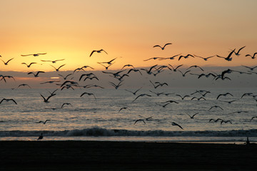 Dove flying when sunset