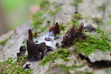 Stemonitis splendens slime mold