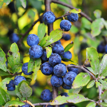 blackthorn berries