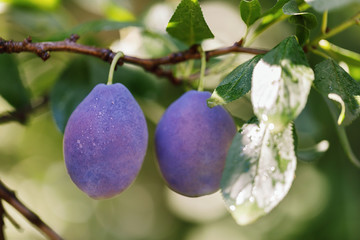 Two ripe plums on a branch, close-up