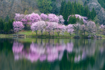 中綱湖の桜
