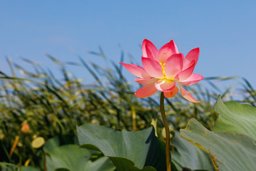 Lovely blooming lotus closeup
