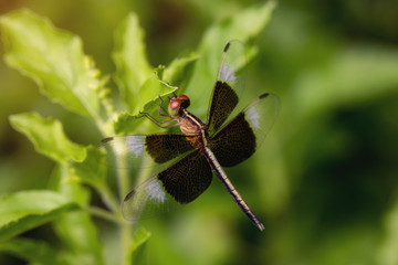 Dragonfly balck and white wing is on top of sweet basil leaves.