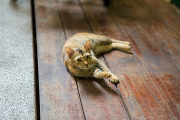 Thailand cat in the garden