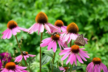 Echinacea, Sonnenhut mit Schmetterling