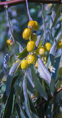 olive branch close-up